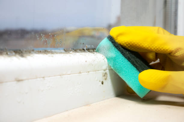 Best Mold Removal for HVAC Installations  in Maypearl, TX